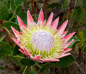 South African national flower: the king protea