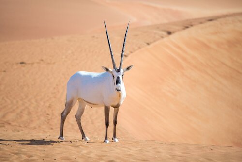 Oryx in the desert