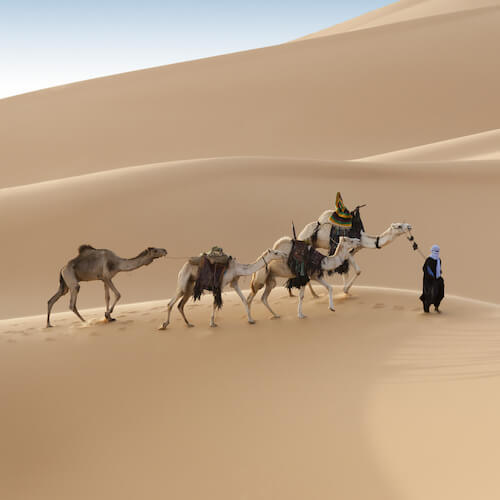 Camel trek in the desert