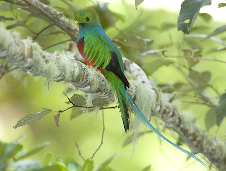Colourful Quetzal in Guatemala sitting in tree