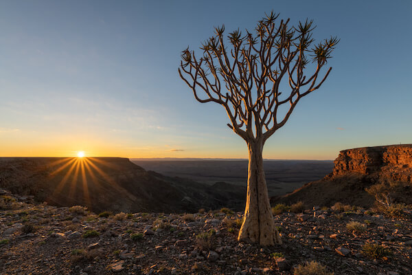 quiver tree