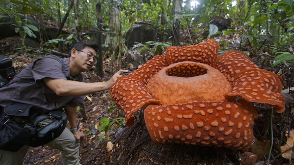 Rafflesia - image by Herrieynaha/shutterstock
