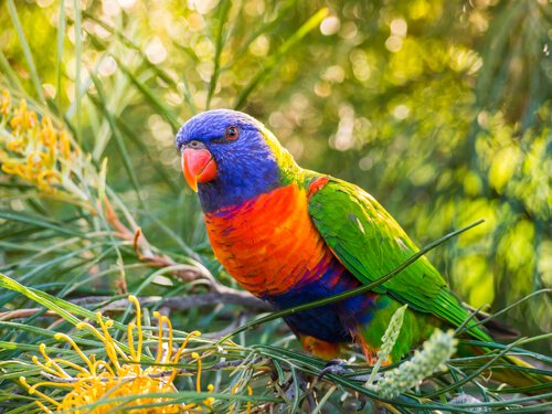 Rainbow lorikeet