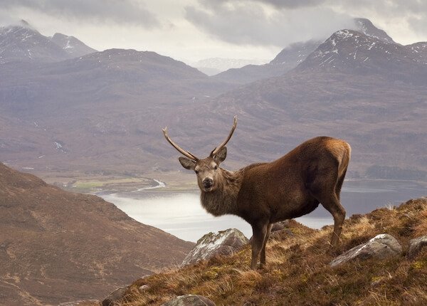 Red Deer in Scotland