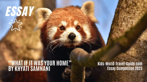 red pandas essay 2023