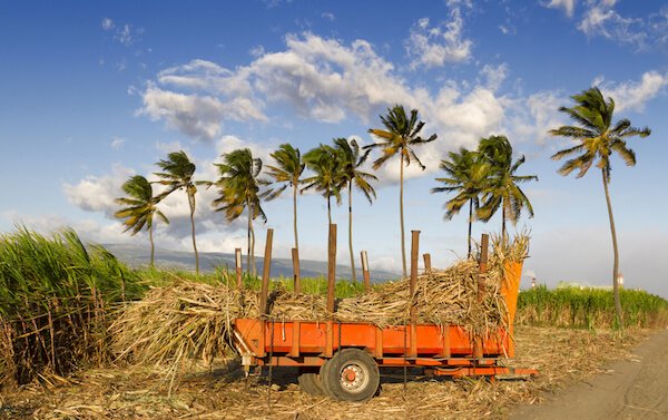 Sugar cane field on Reunion island