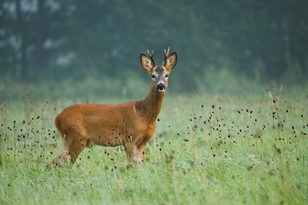 roedeer