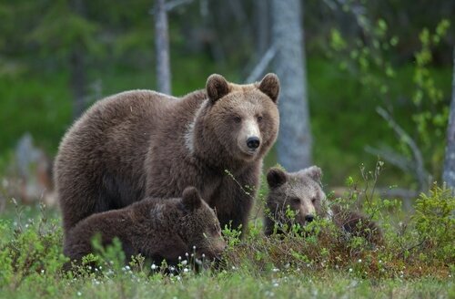 Russia brown bear with cubs - image shutterstock.com