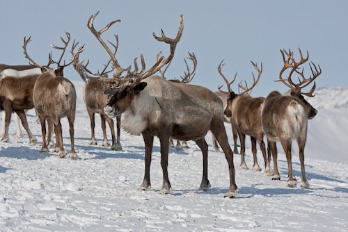 Russia caribou herd - image by shutterstock.com
