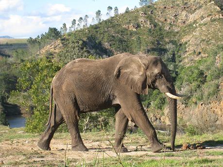 African elephant