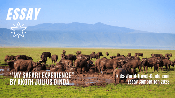 my safari experience