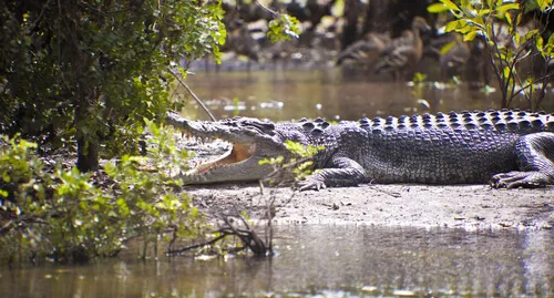 Saltwater crocodile in Kakadu National Park