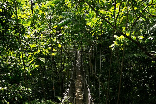 Samoa Canopy Walk by Johnny Giese/.com