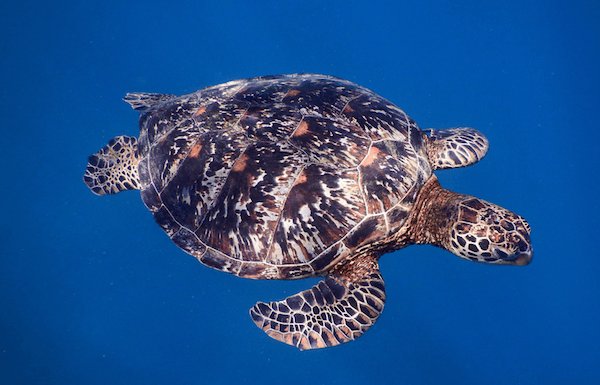 green sea turtle in blue water