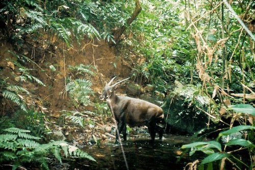 saola