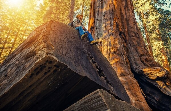 Sitting on a huge Sequoia tree