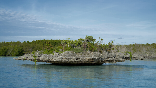 Aldabra atoll rock