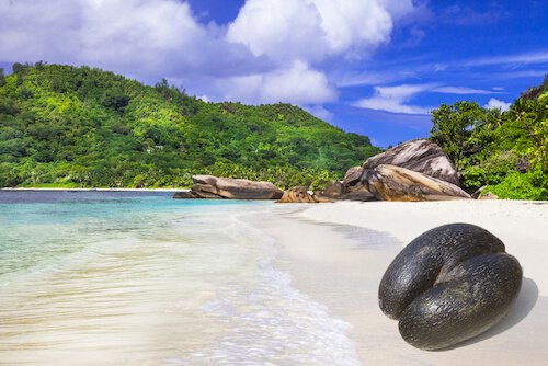 Coco de mer on the beach in the Seychelles