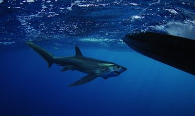 Thresher Shark by Beth Swanson