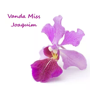 Singapore's National Flower: Vanda Miss Joaquim orchid Singapore National Flower Miss Vanda Joaquim by Eldred Lim / shutterstock.com