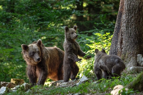slovenia bears