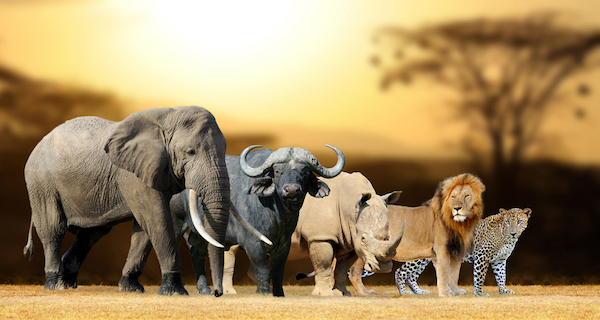 South Africa's Big Five: elephant, buffalo, rhino, lion, leopard