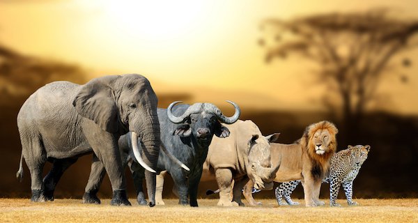 south africa big five