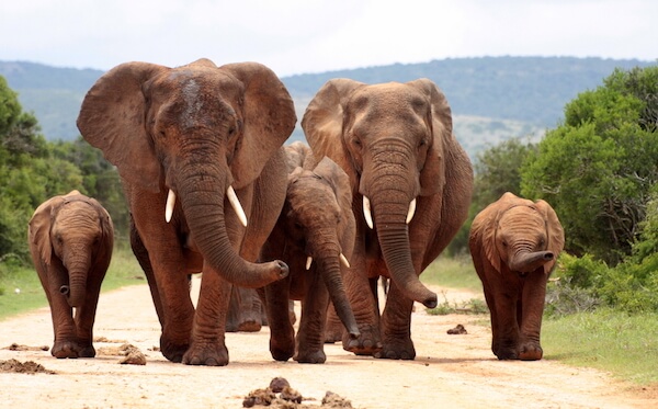 Elephants in South Africa's Addo Elephant National Park