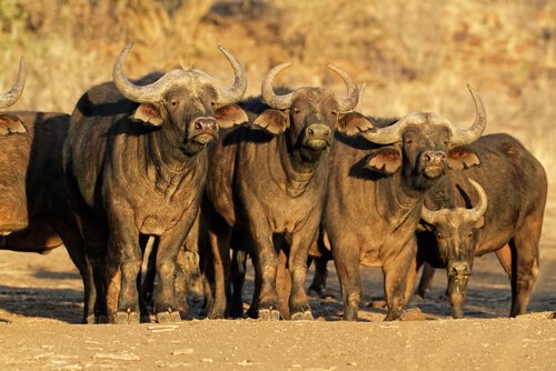 South Africa animals: buffalos