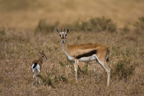 Springbok - the South African national animal