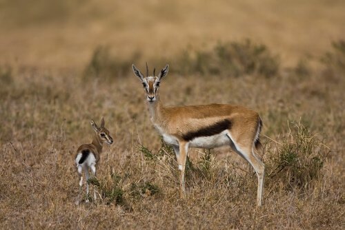 springbok