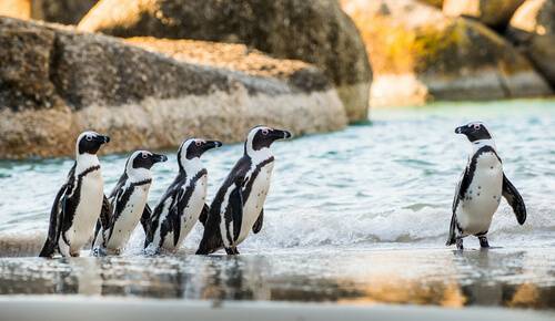South Africa Animals | Wildlife | Big Five | Animals in South Africa South Africa Animals | Wildlife | Big Five | Animals in South Africa