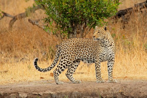 South Africa Animals | Wildlife | Big Five | Animals in South Africa South Africa Animals | Wildlife | Big Five | Animals in South Africa