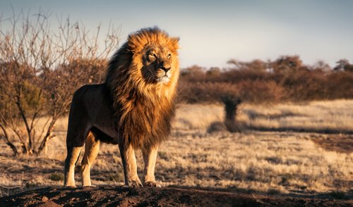 African lion by Andrew Paul Deer