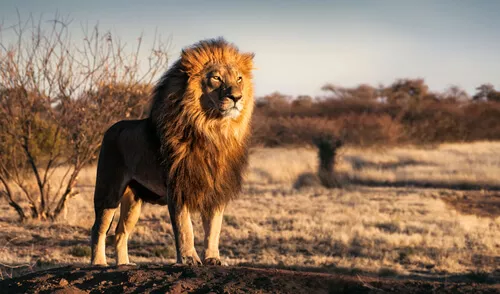 African lion by Andrew Paul Deer