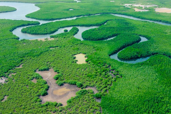 south america amazon rainforest