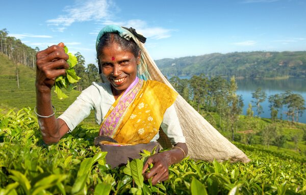 tea picker