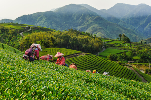 Tea Plantations in the Alishan mountains