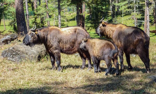 Takin-Familie: Der Takin ist das Nationaltier von Bhutan.