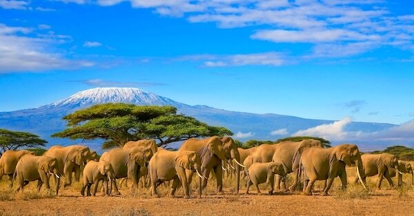 Mount Kilimanjaro with herd of elephants