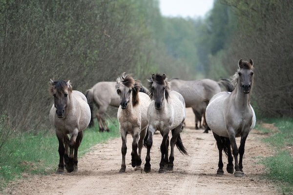 tarpan horses