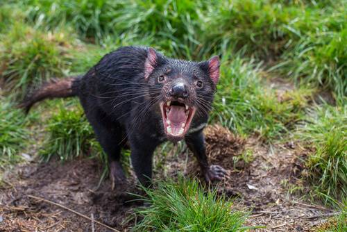 Animals in Australia | Australian Animals you should know | Wildlife Animals in Australia | Australian Animals you should know | Wildlife