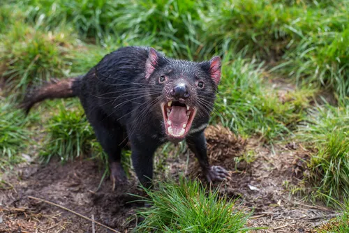 Animals in Australia: Tasmanian Devil