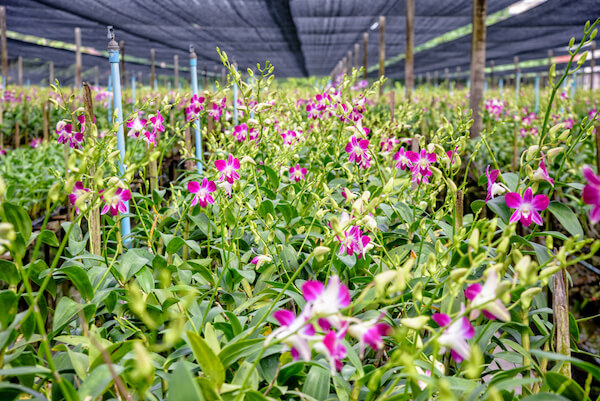 Orchid farm in Thailand