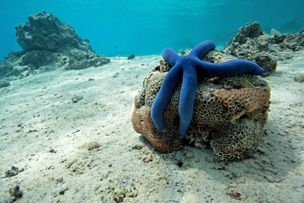 Blue starfish