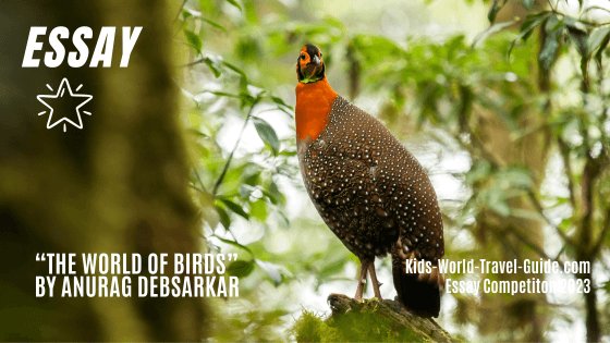 tragopan world of birds essay