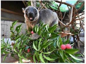 Tree kangaroo