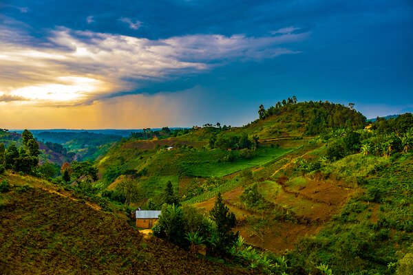 Tea plantation in Uganda