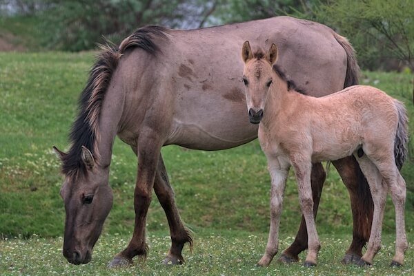 Ukrainian wild horses