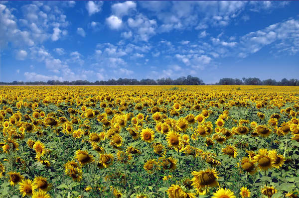 Sunflowerfield in Ukraine
